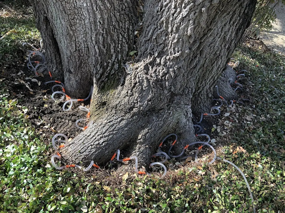 Detailed Tree Cabling and Bracing job site in Robertsville