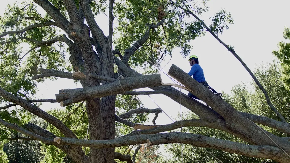 Professional Hazardous Tree Removal performed by certified arborists in Robertsville